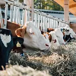 Mondseeblick Kg Apartamento Innerschwand