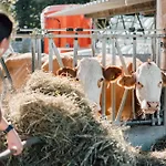Mondseeblick Kg Innerschwand