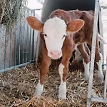 Mondseeblick Kg * Innerschwand