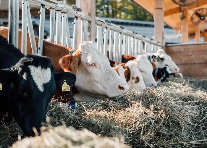 Mondseeblick Kg Daire Innerschwand