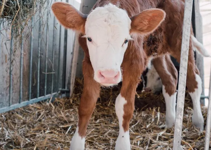 Mondseeblick Kg * Innerschwand